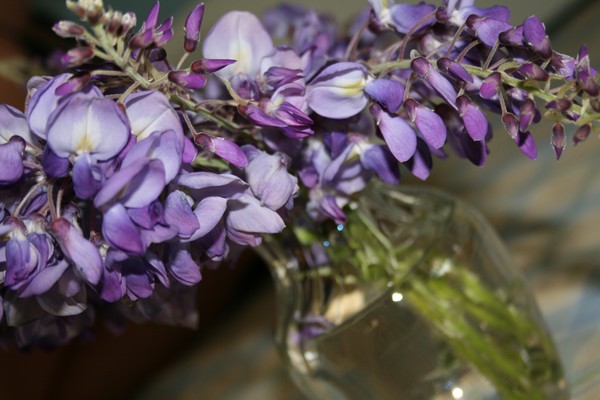 wisteria