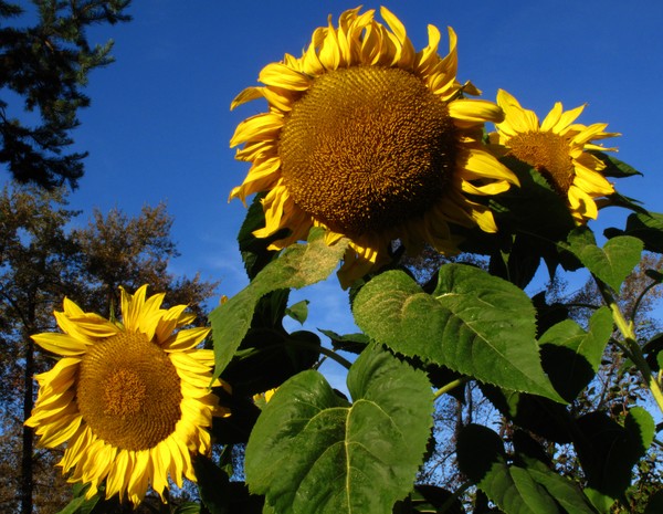 Sunflower 5