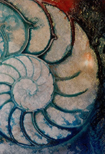 Nautilus Shell 158
