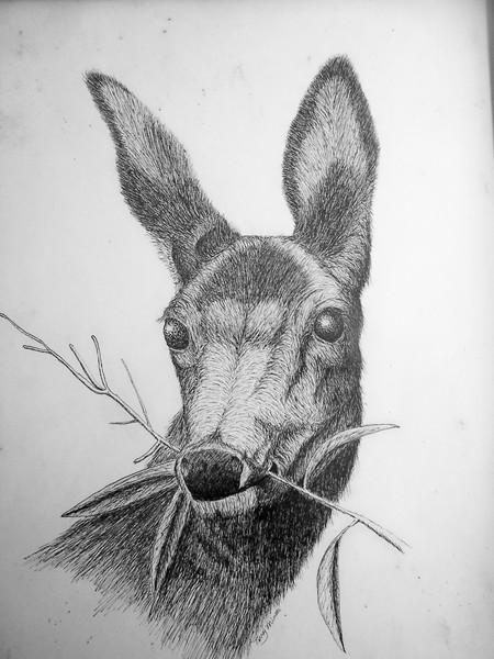 November Fawn
