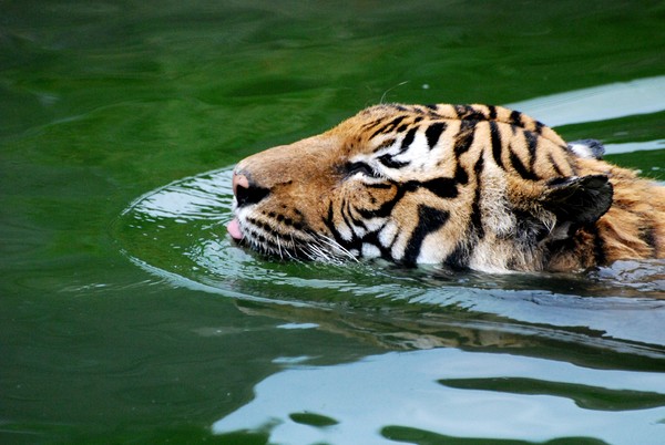 Going for a swim
