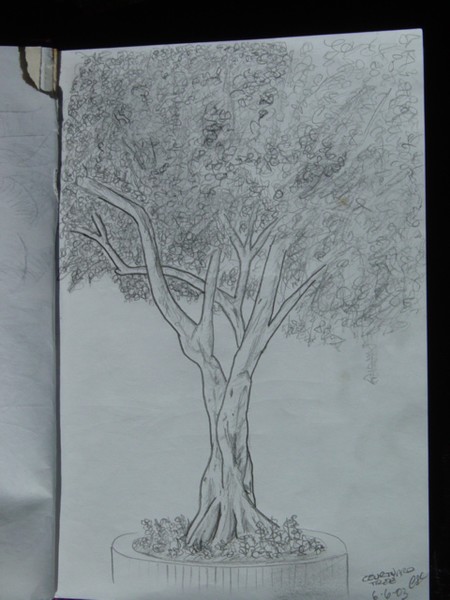 Courtyard Tree