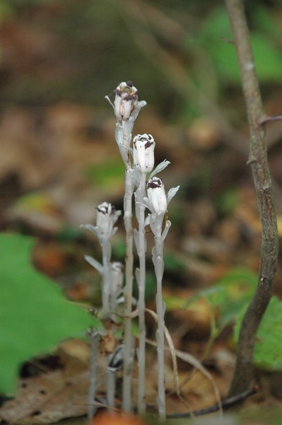 Indian Pipe  ( Monotropa uniflora )