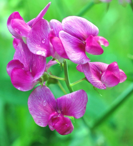 Sweet Pea