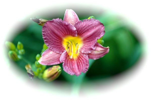 Day Lily