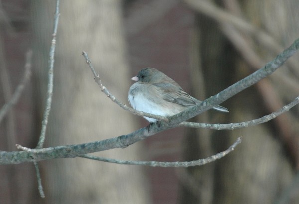 Dark-eyed Junco