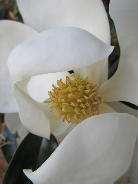 Magnolia