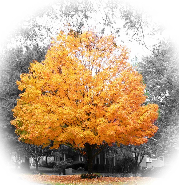 fall tree two
