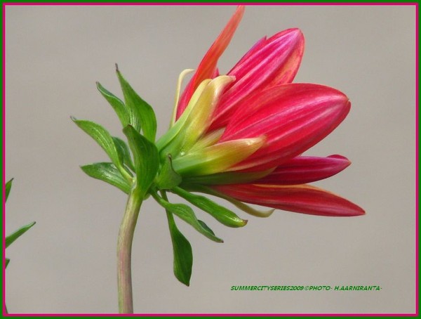 closeup - florals.../red