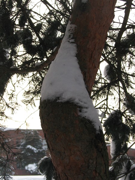 -winter2010