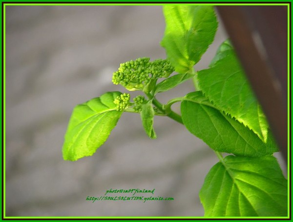 more of the green way...:=)