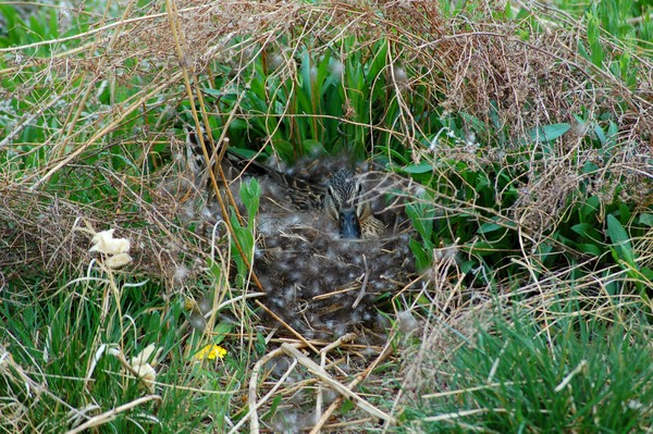 Mallard incubating her eggs