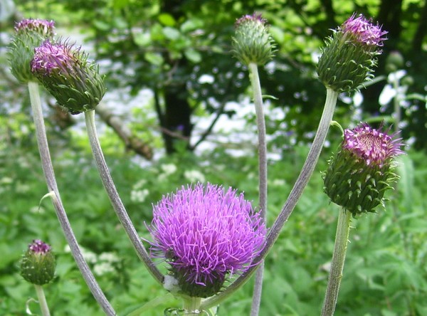 Flower of Scotland