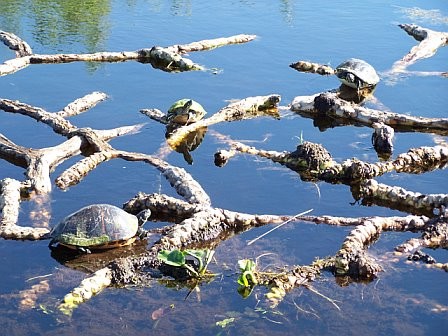 turtle gathering
