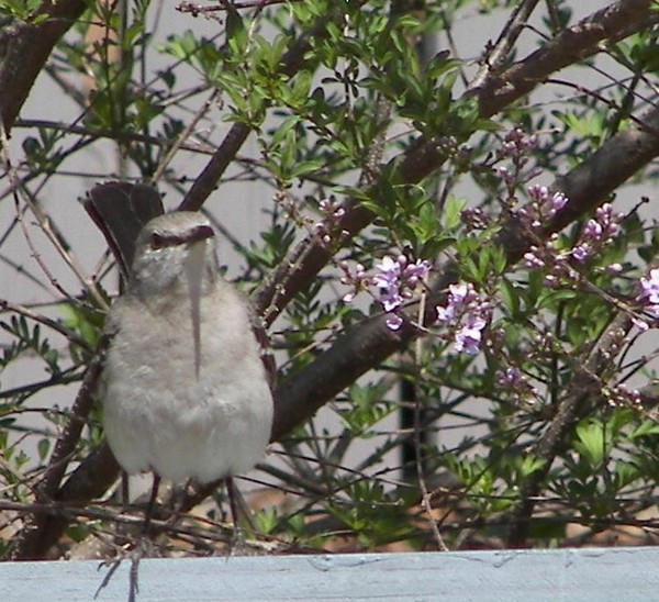 Mockingbird