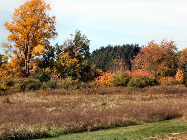 Fall colors 