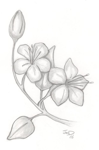 cherry blossoms