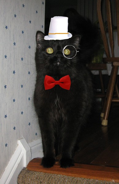 fancy cat