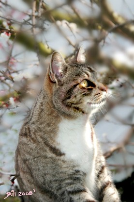 I-LOVE-SPRING