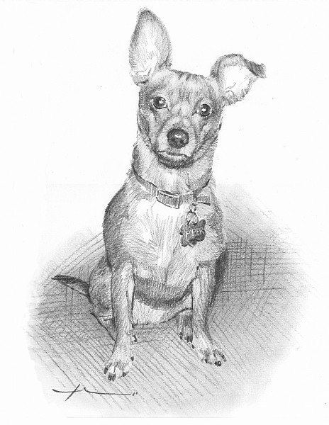 little dog pencil drawing