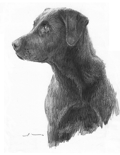 wp-lg black lab drawing
