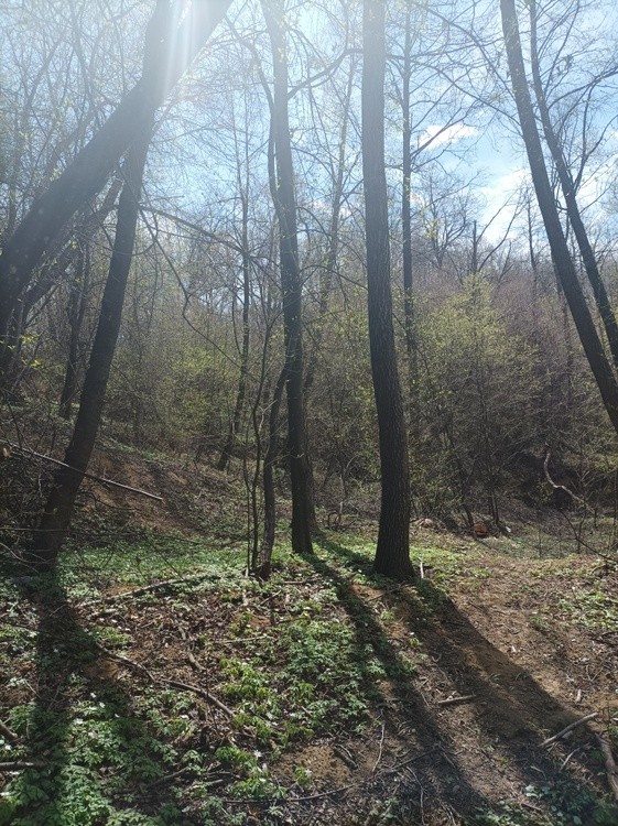 Little wood