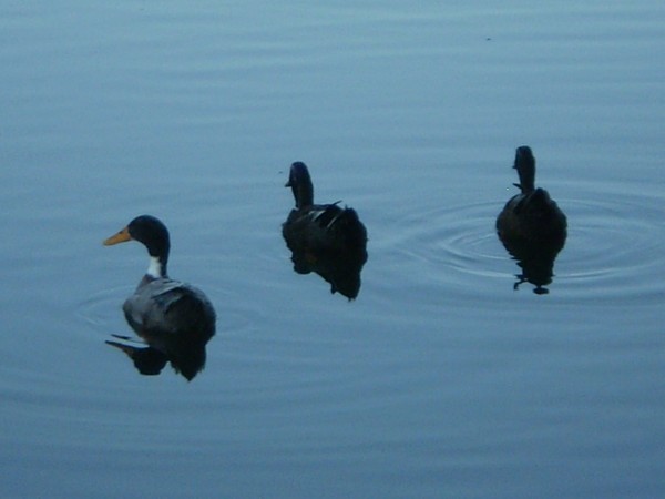 Mallards on Lake Van