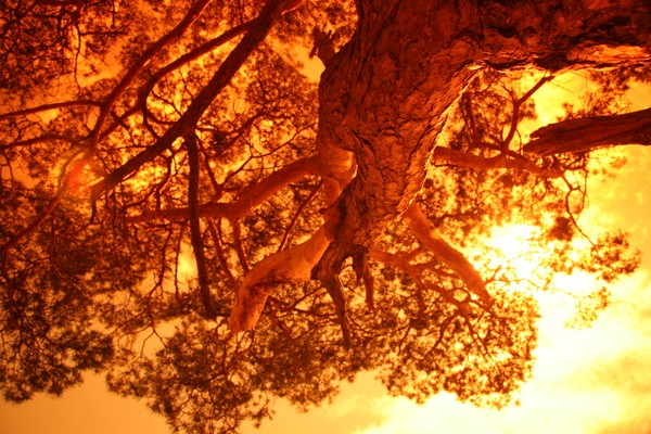 Mysterious Tree in The Forest