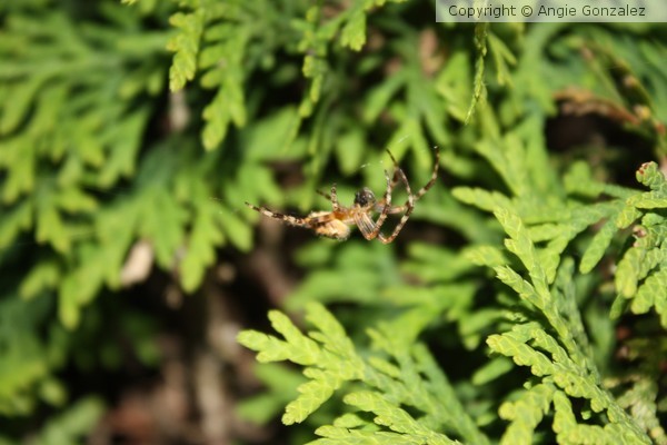 Spider