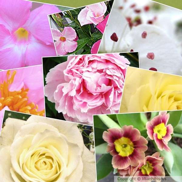 Floral Collage 52013