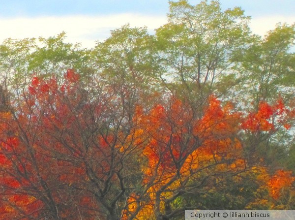 Autumn Color
