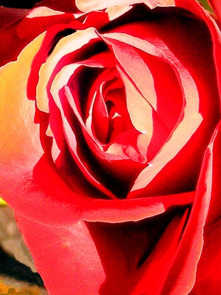 The Mothers Day Rose