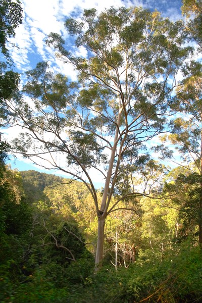 Aussie Bush I