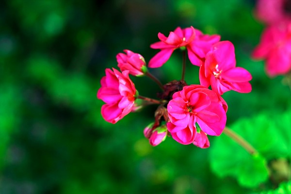 Power Punch Pinks