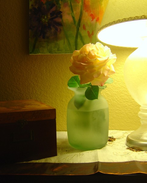peace rose night