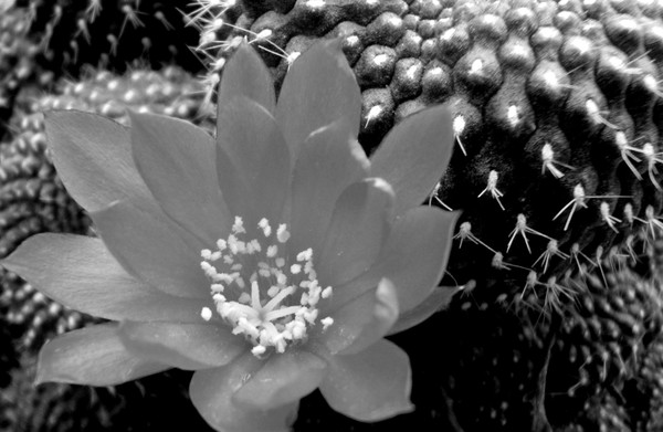 Bloom