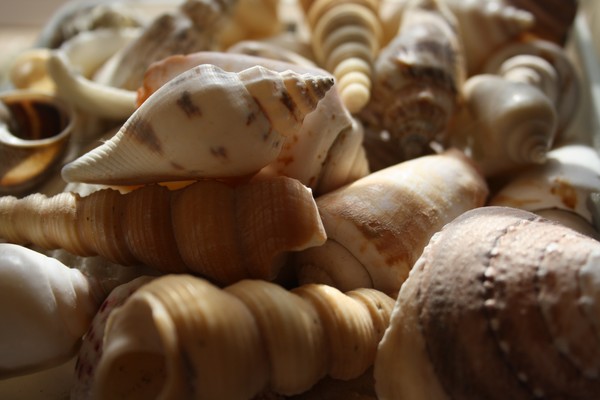 Shells