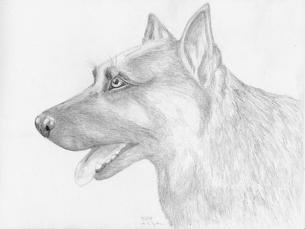 German Shepherd Dog in Pencil