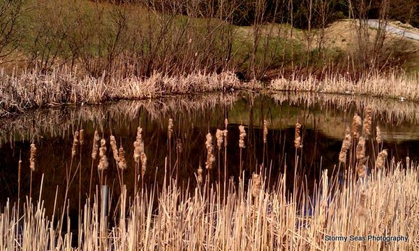 Early Pond Fronds