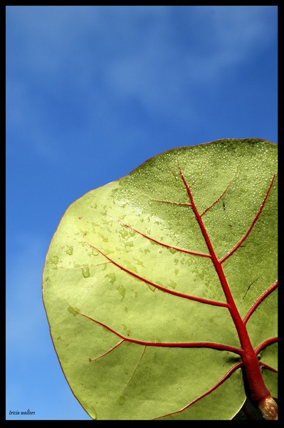 Bay Grape
