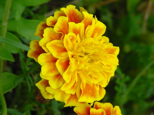 Golden Marigold