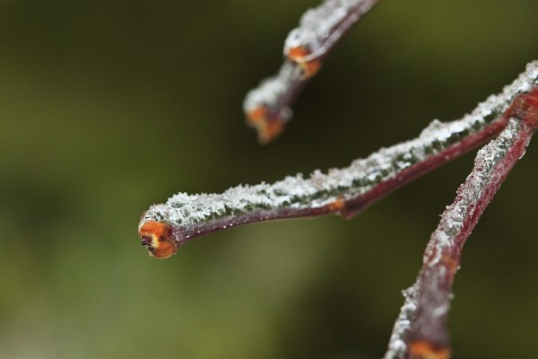 Iced up