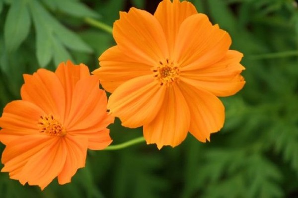 Cosmos in my garden