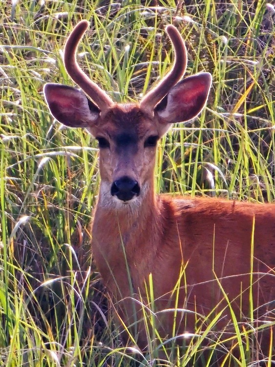 Black-tailed deer