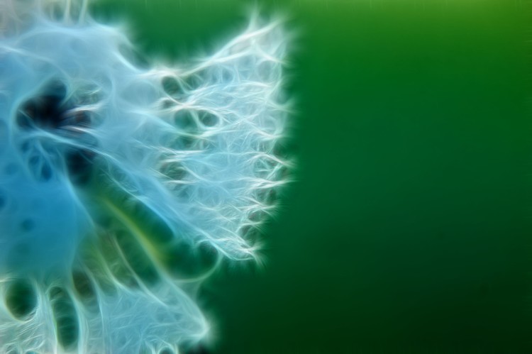 Dandelion Sparkle