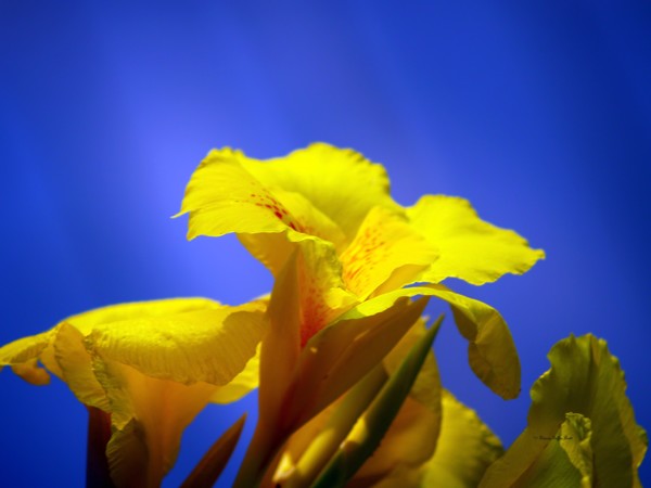Emerging into the Light II