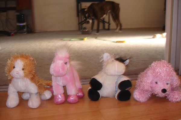webkinz