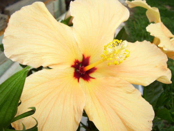 hibiscus