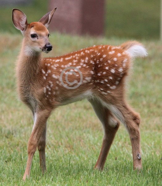 Fawn Fun!