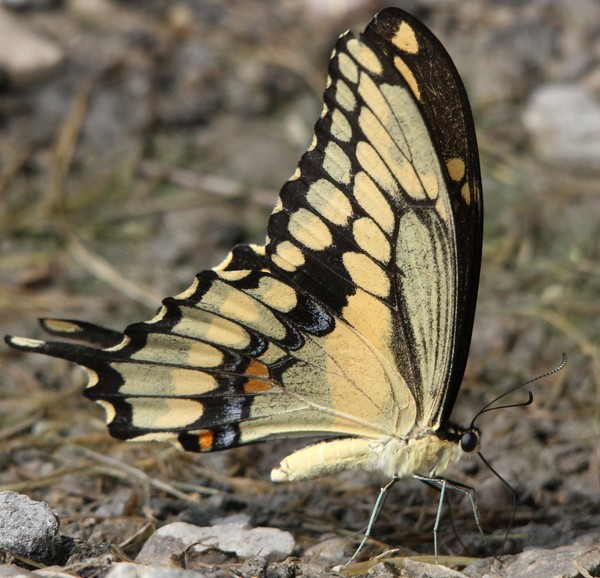 Giant Swallowtail